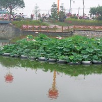 睡蓮苗，荷花苗，蘆葦苗，人工浮島，生態浮島，沉水植物