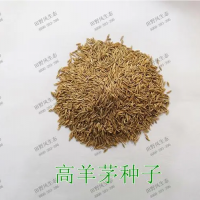 黑麥草種子  四季青種子  高羊茅種子  狗牙根種子